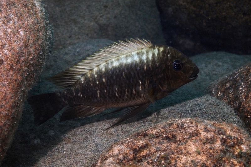Petrochromis ephippium 'Cape Nambeyeye'